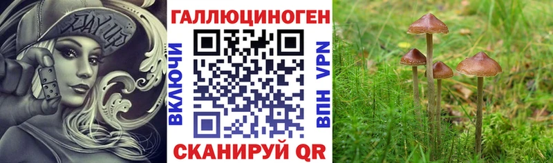 купить   Ачхой-Мартан  Псилоцибиновые грибы Psilocybine cubensis 