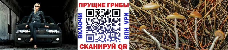 Псилоцибиновые грибы Psilocybe Ачхой-Мартан